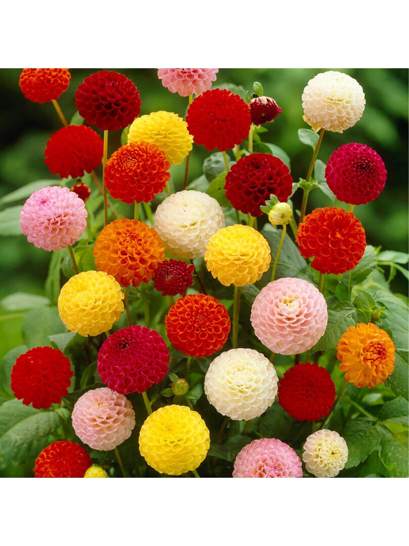 Product photograph of You Garden Dahlia Pom Pom Mix Pack Of 5 Tubers from very.co.uk