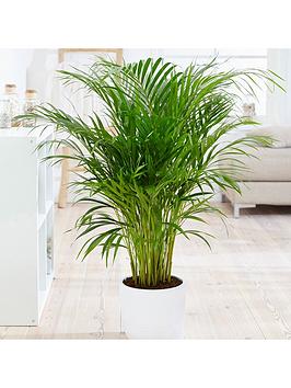 Product photograph of Areca Palm 20cm Pot 90cm Tall from very.co.uk