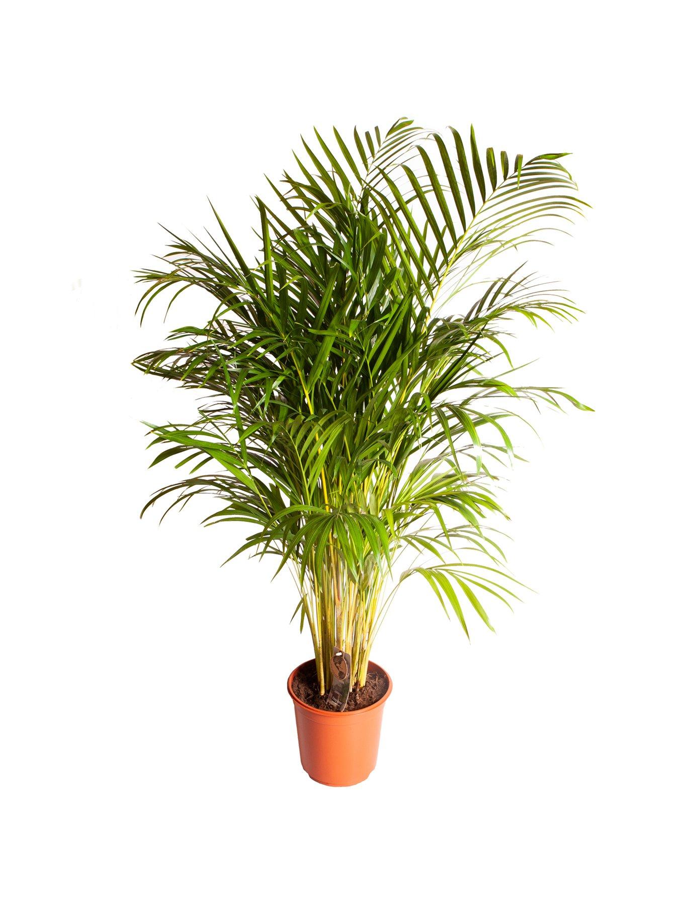 Image 2 of 3 of You Garden Areca Palm 20cm pot 90cm tall