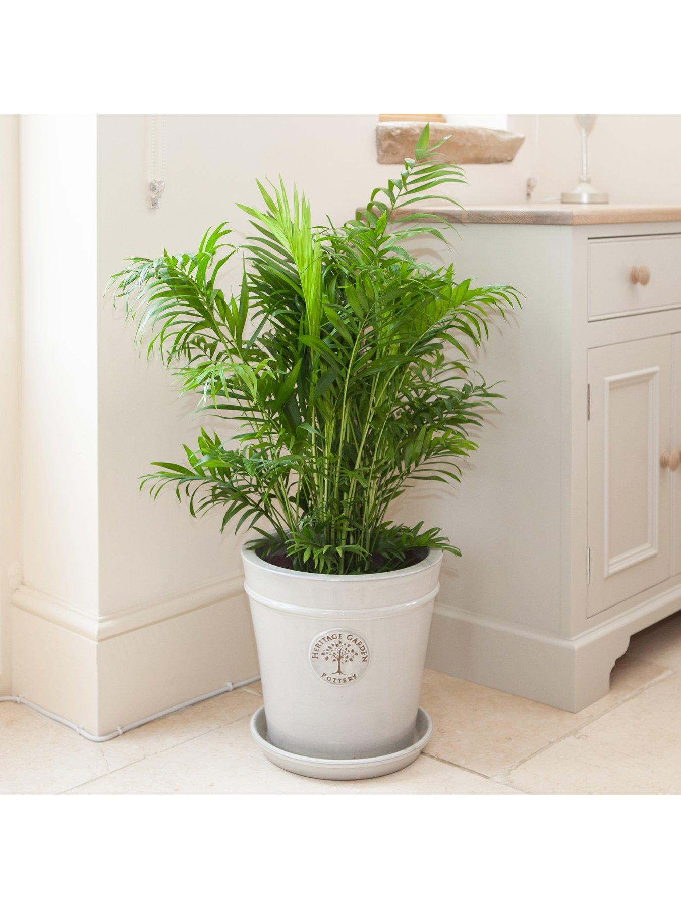 Image 3 of 3 of You Garden Areca Palm 20cm pot 90cm tall