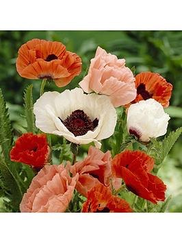 Product photograph of Oriental Poppy Collection 5 Bare Root Plants from very.co.uk
