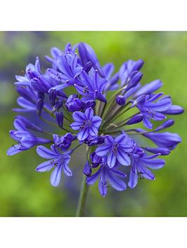 Product photograph of Agapanthus Africanus Blue 5 Bare Root Plants from very.co.uk