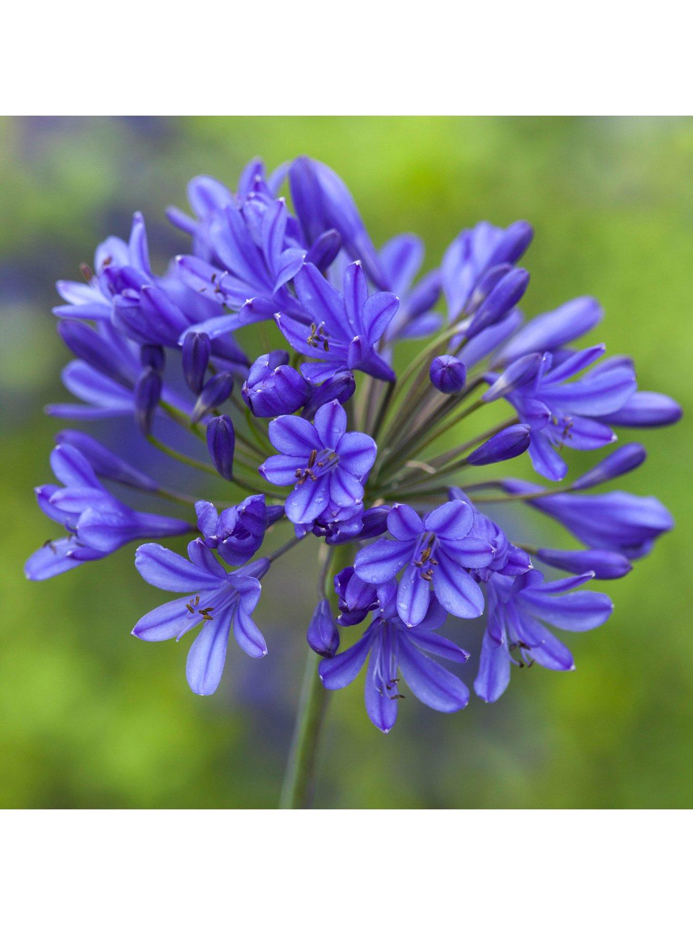 You Garden Agapanthus Africanus Blue (5 Bare Root Plants)