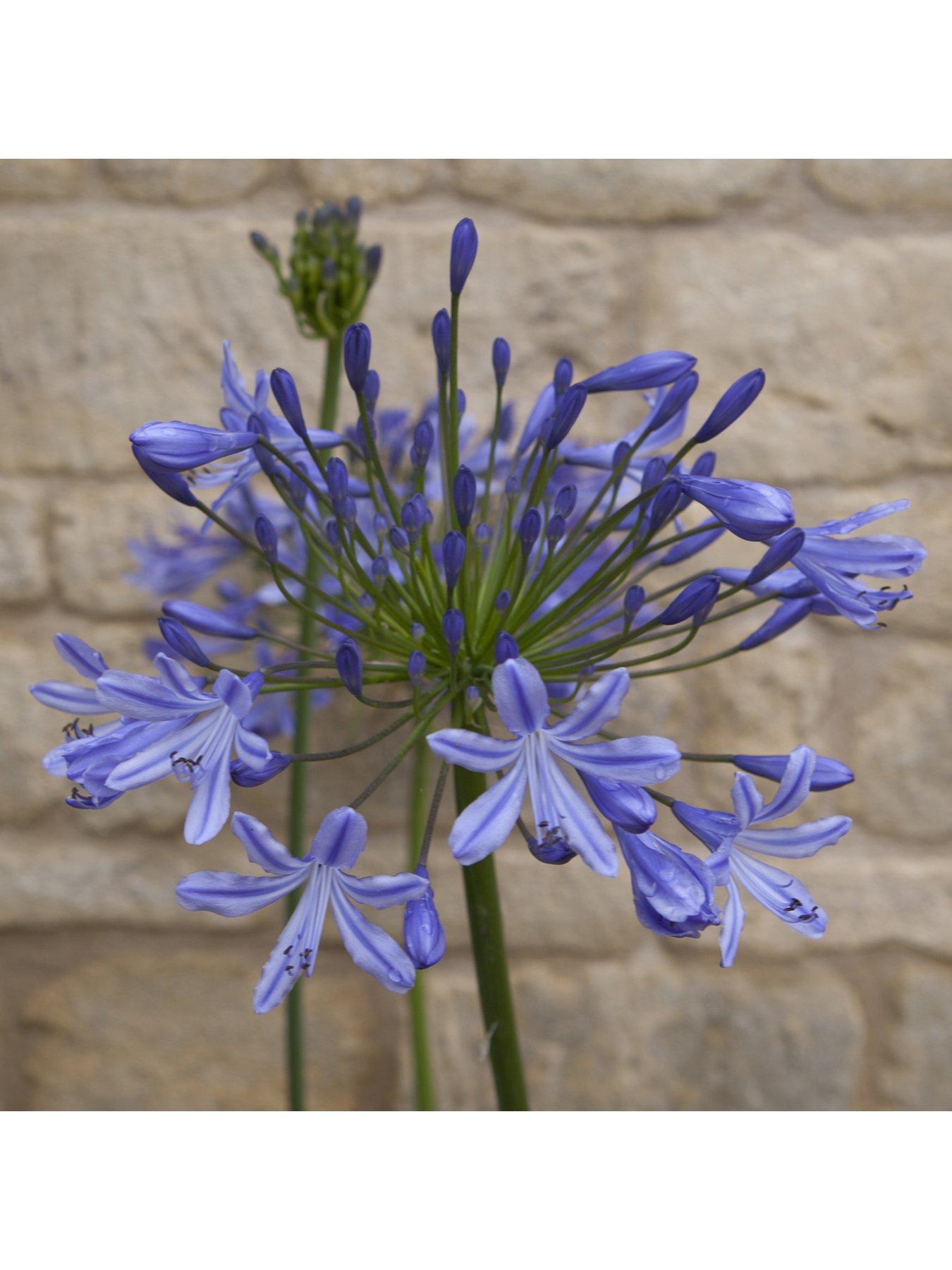 AGAPANTHUS DR. BROUWER - Bestel voordelig online
