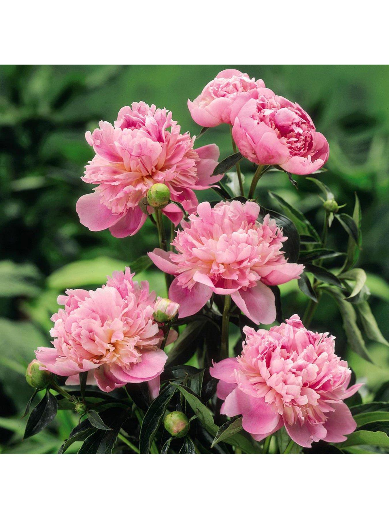 Product photograph of You Garden Paeony Sarah Bernhardt 1 Bare Root Plant from very.co.uk