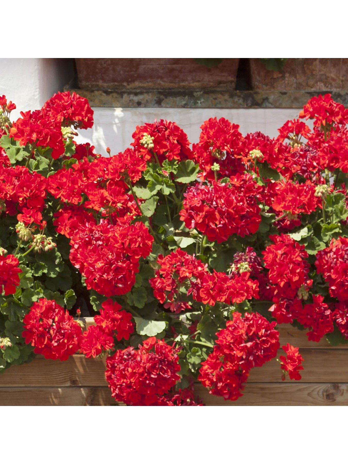 undefined Geranium Ultimate Red - 20 Garden Ready Plants