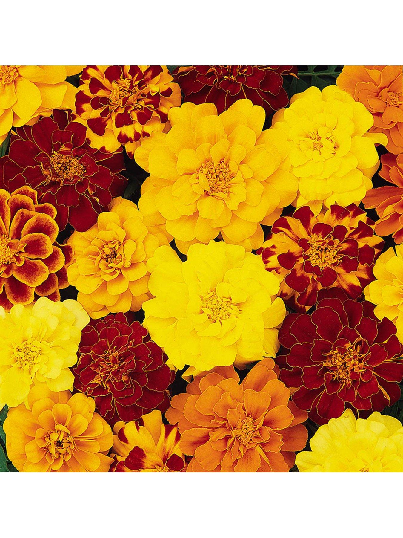 Product photograph of Marigold Durango Mix - 20 Garden Ready Plants from very.co.uk