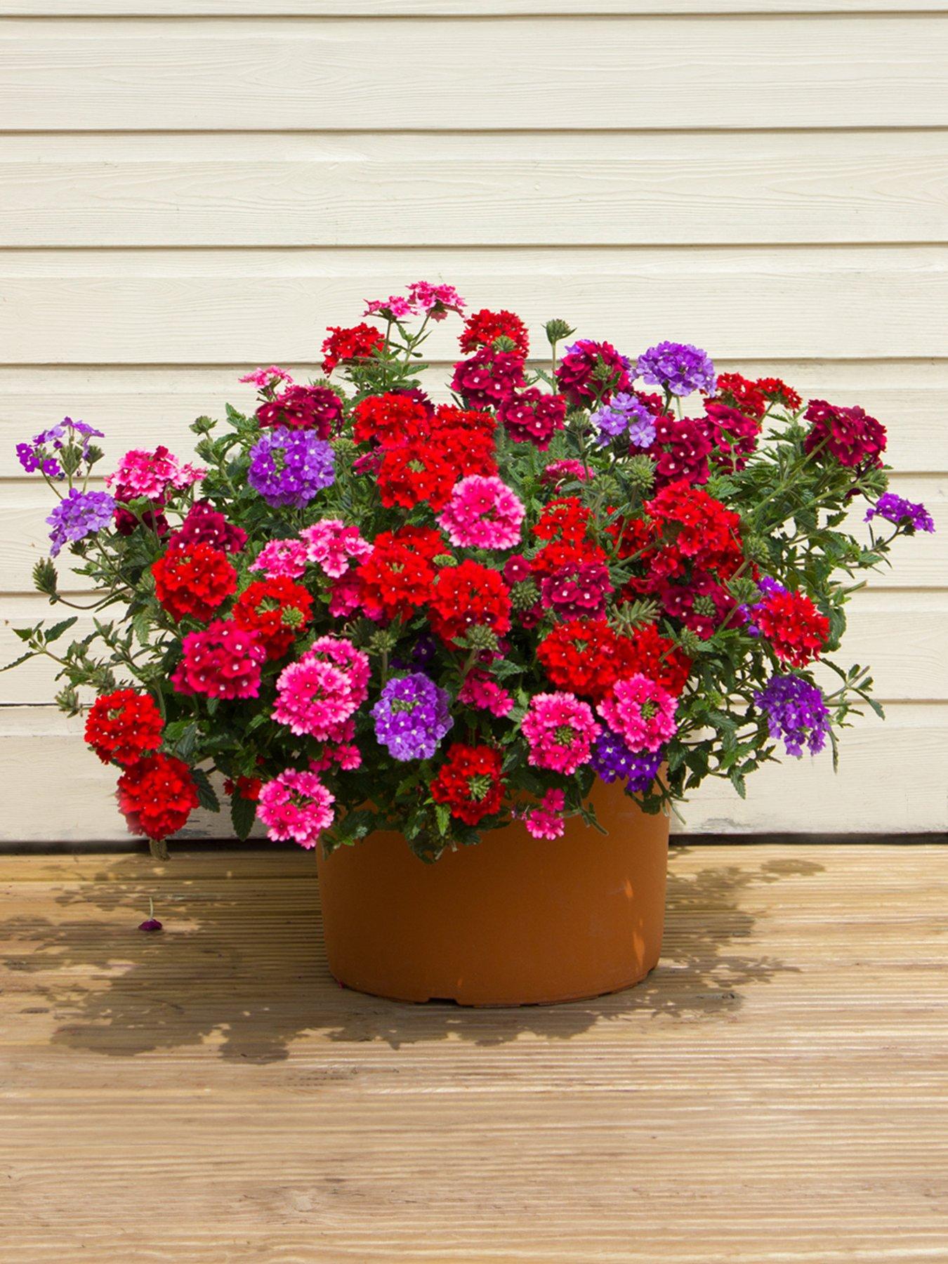 Image 1 of 5 of You Garden Verbena Trailing Collection plug x 12
