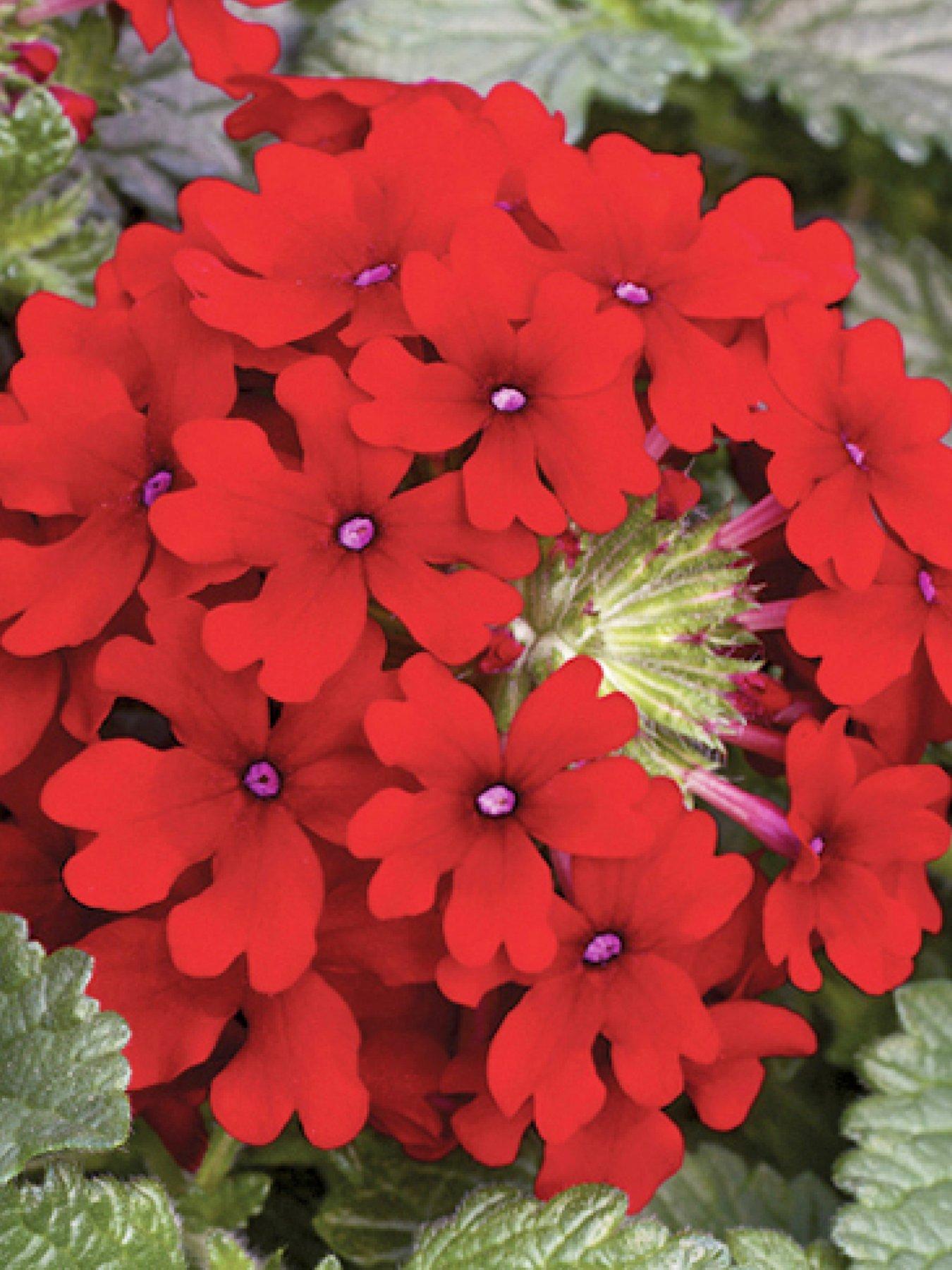 Image 2 of 5 of You Garden Verbena Trailing Collection plug x 12