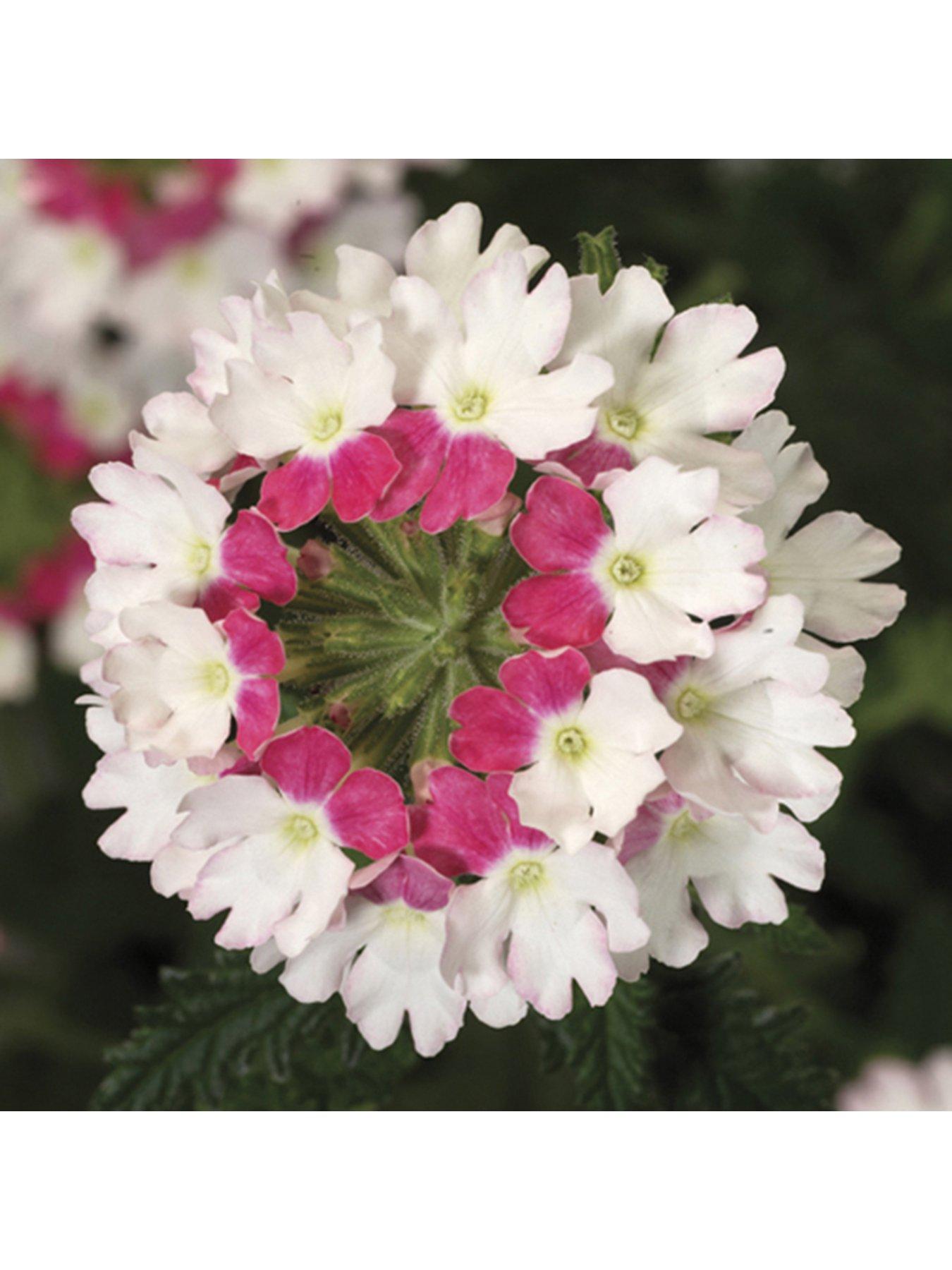 Samira Verbena Trailing Collection (12 Plug Plants) | very.co.uk