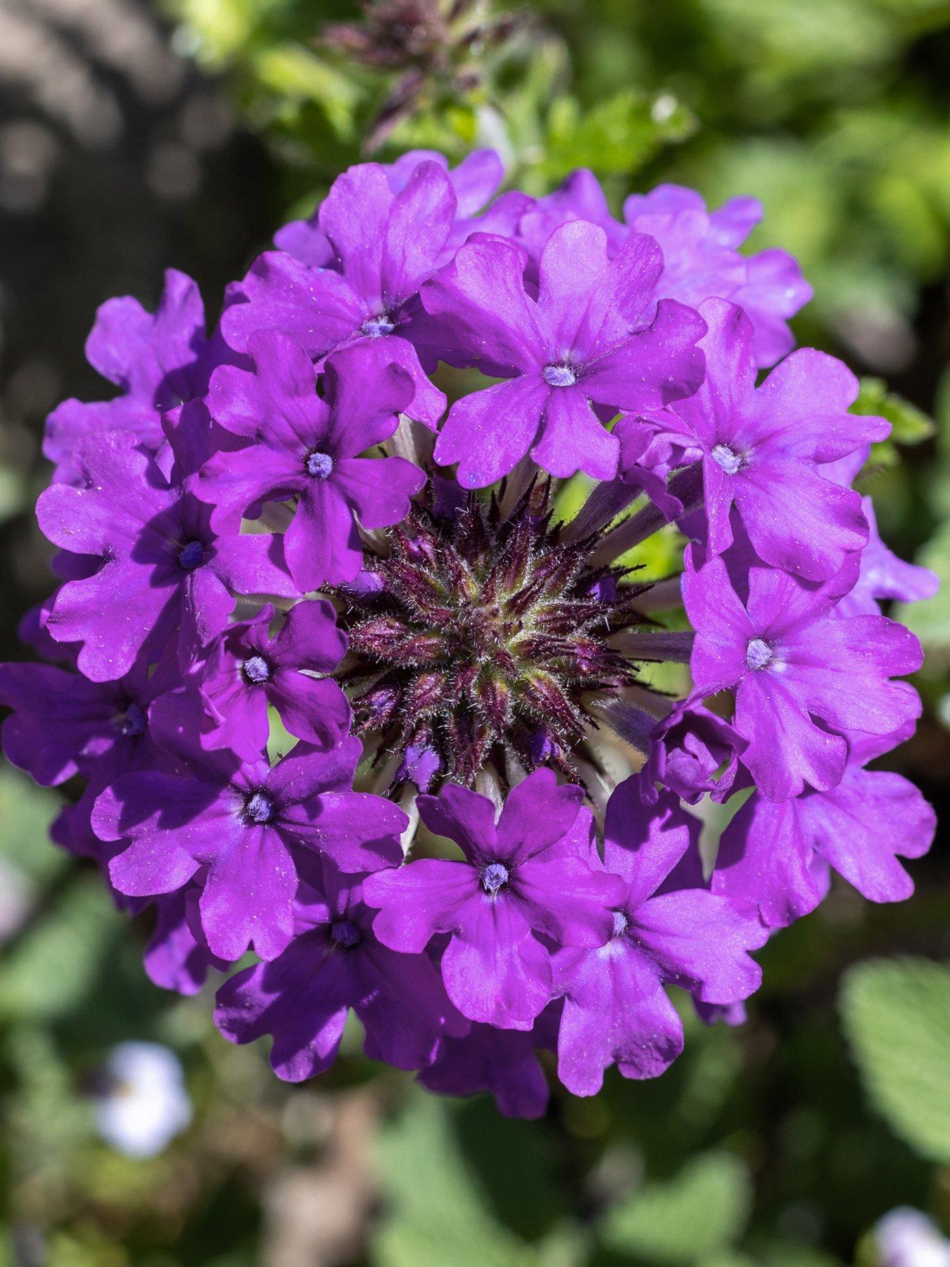Image 4 of 5 of You Garden Verbena Trailing Collection plug x 12