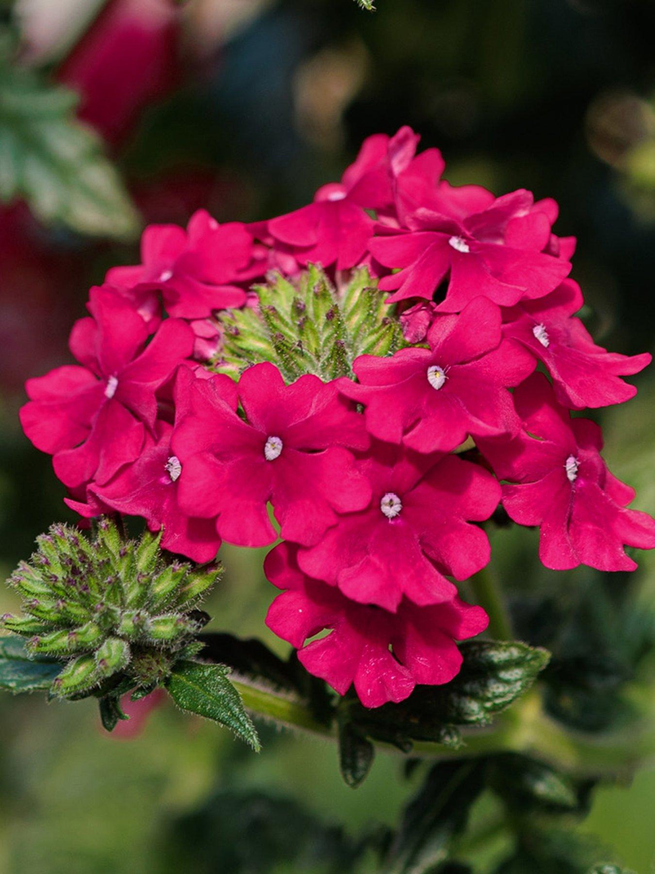 Image 5 of 5 of You Garden Verbena Trailing Collection plug x 12
