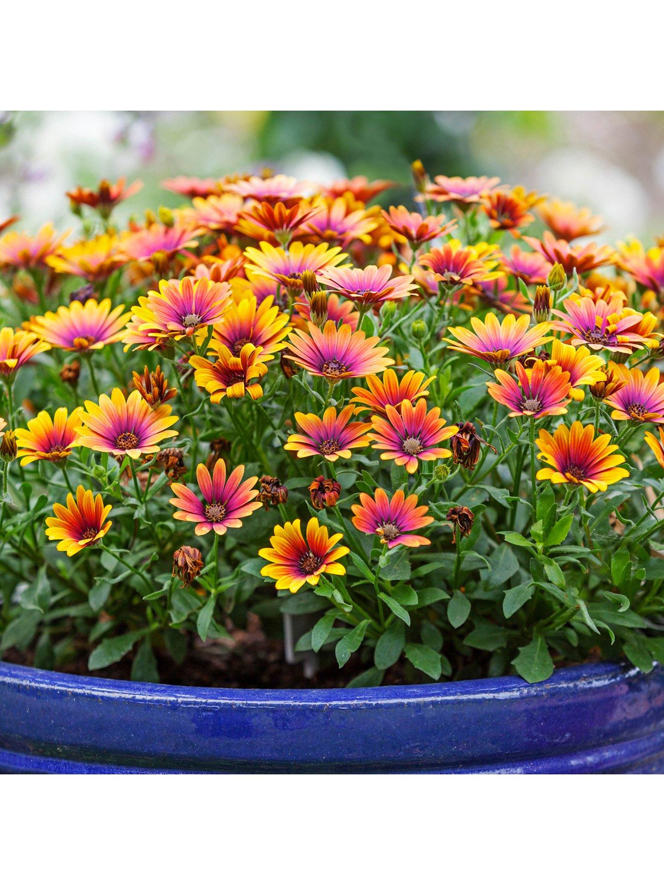 Image 1 of 7 of You Garden Osteospurmum Purple Sun (3 x 9cm pots)