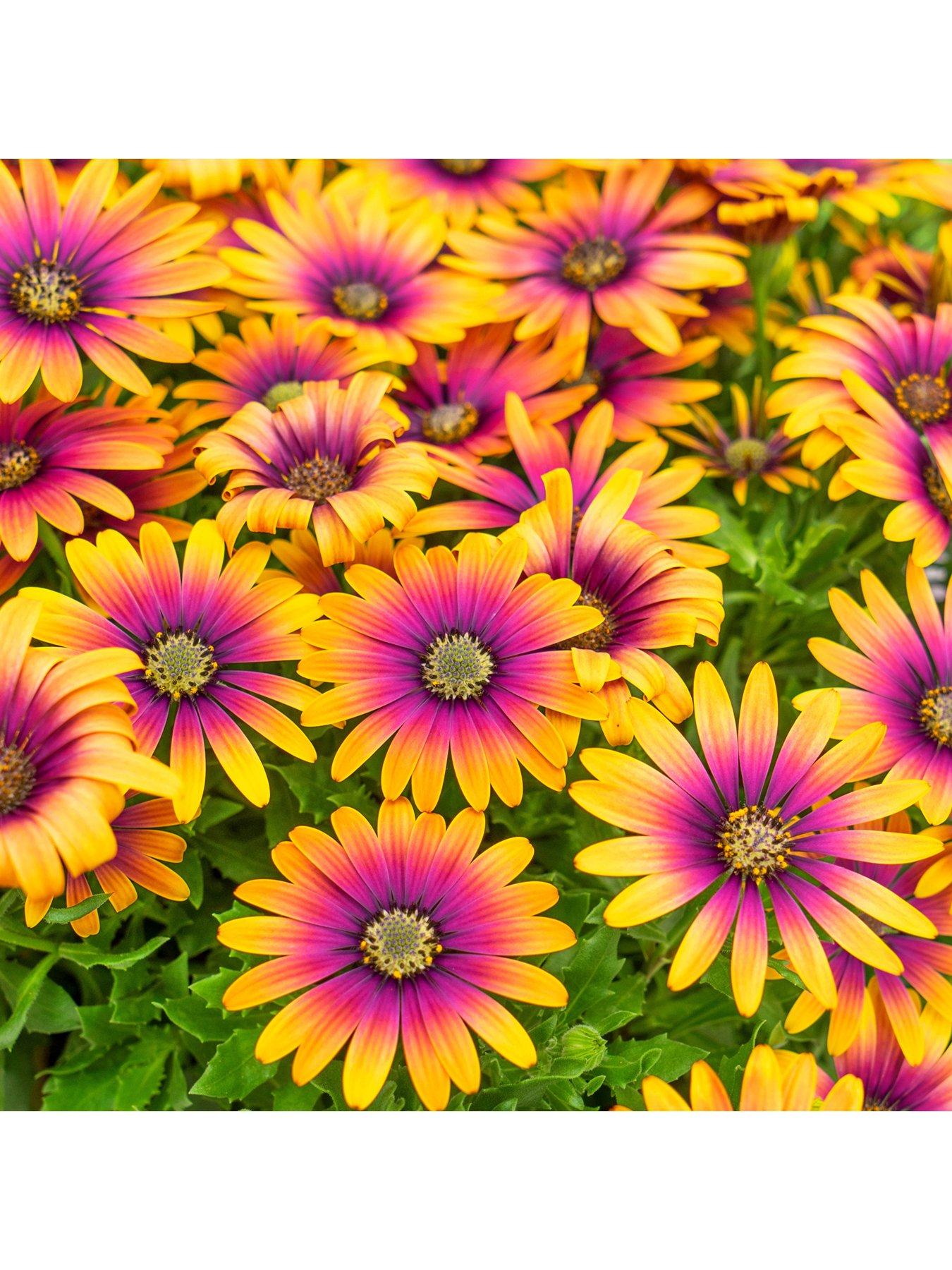 Image 2 of 7 of You Garden Osteospurmum Purple Sun (3 x 9cm pots)