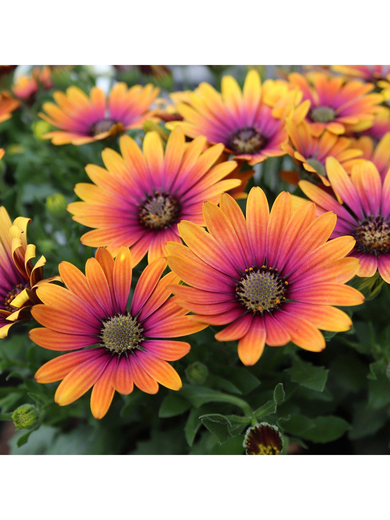 Image 3 of 7 of You Garden Osteospurmum Purple Sun (3 x 9cm pots)