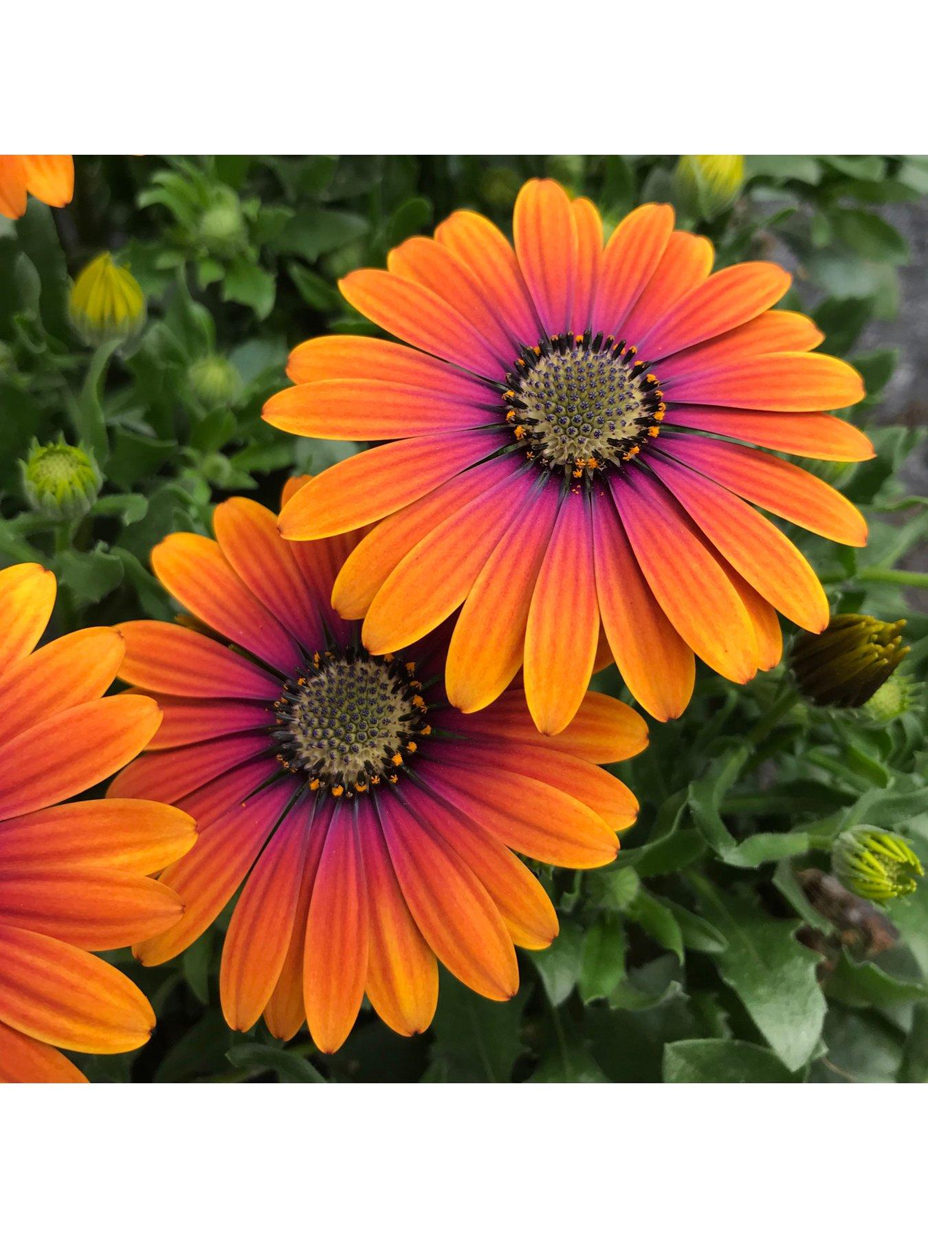 Image 4 of 7 of You Garden Osteospurmum Purple Sun (3 x 9cm pots)