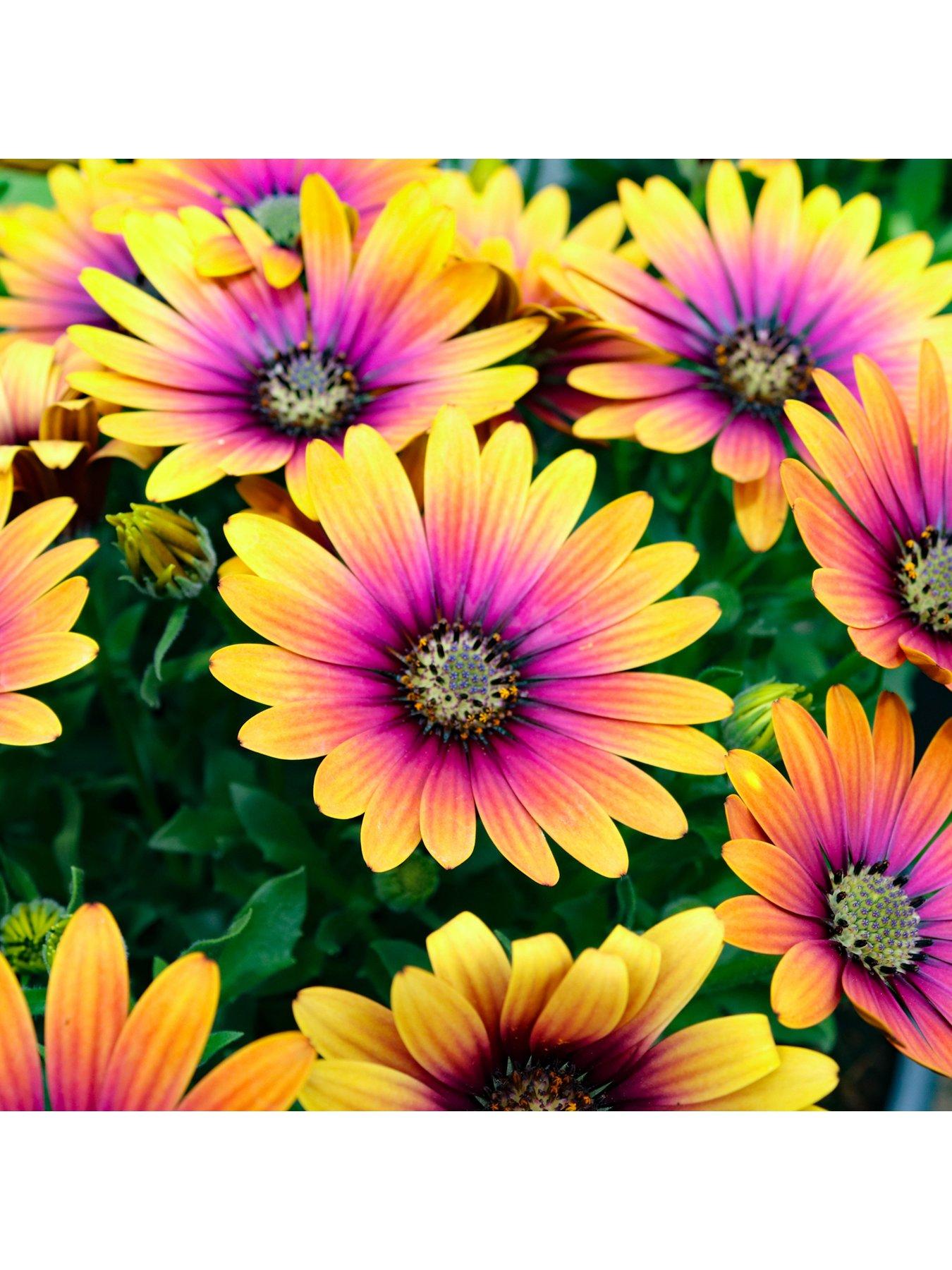 Image 5 of 7 of You Garden Osteospurmum Purple Sun (3 x 9cm pots)