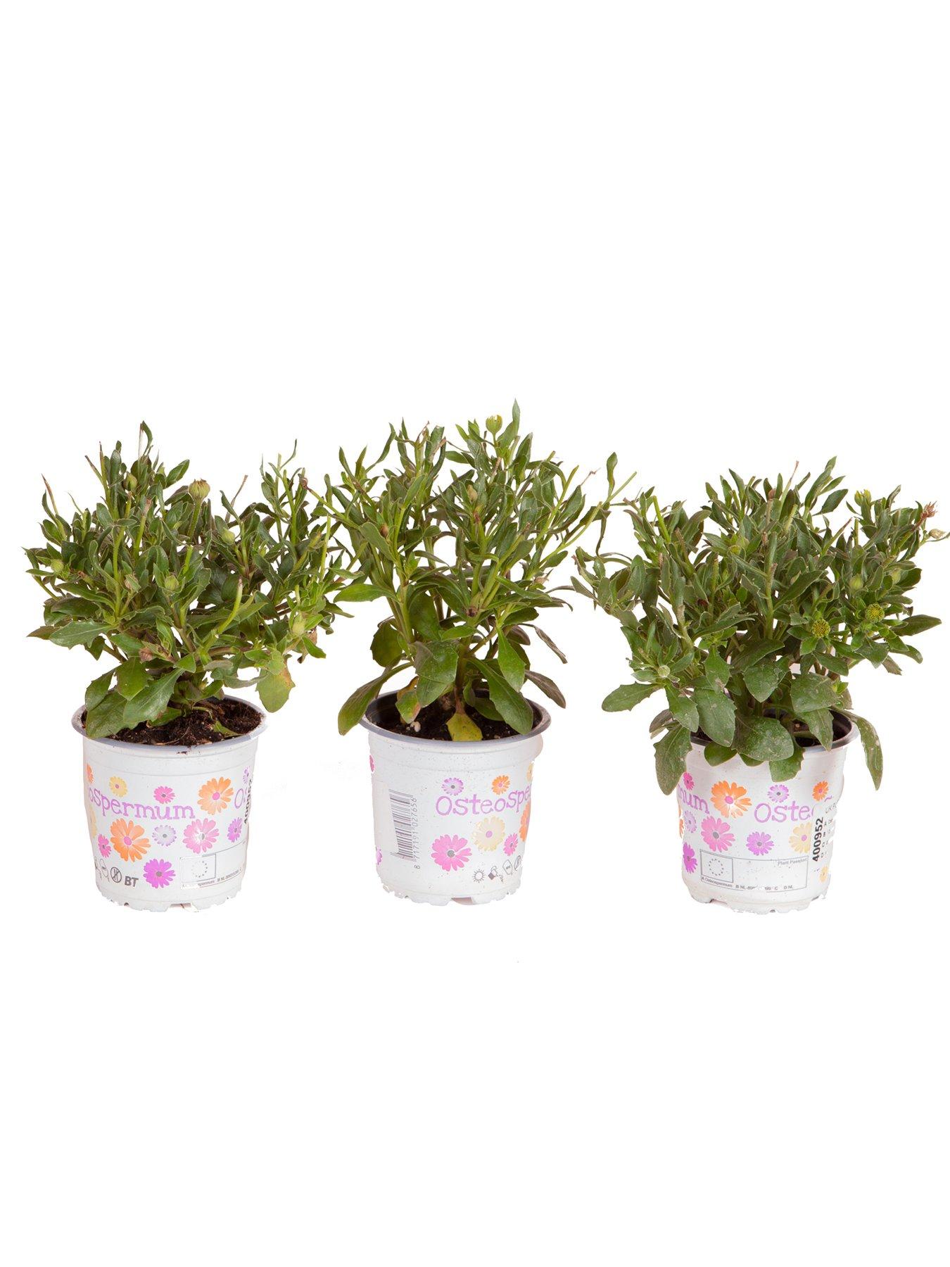 Image 6 of 7 of You Garden Osteospurmum Purple Sun (3 x 9cm pots)
