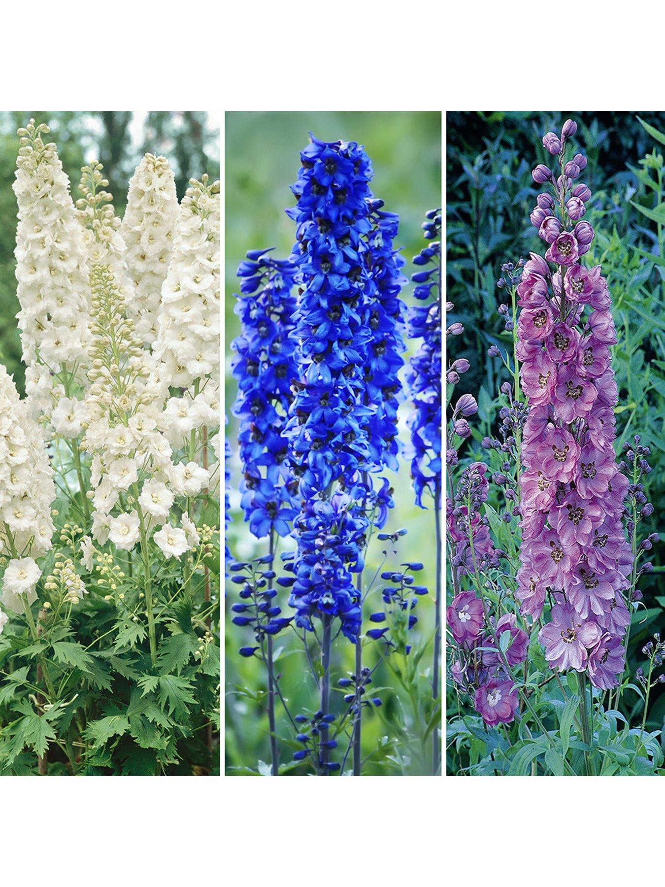 undefined Delphinium Collection (3 x 9cm Pots)
