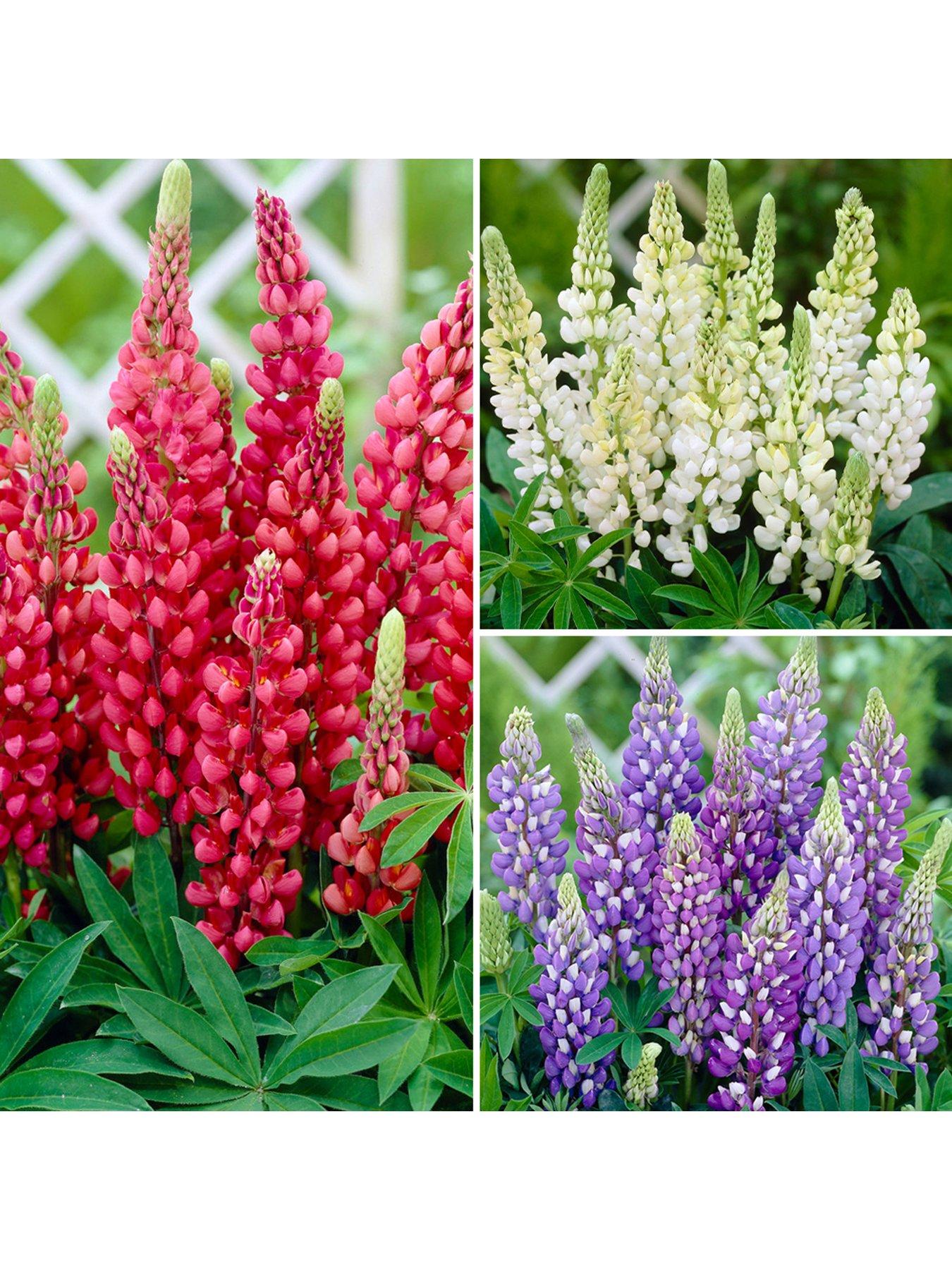Product photograph of You Garden Lupin Gallery Collection 3x 9cm Pots from very.co.uk