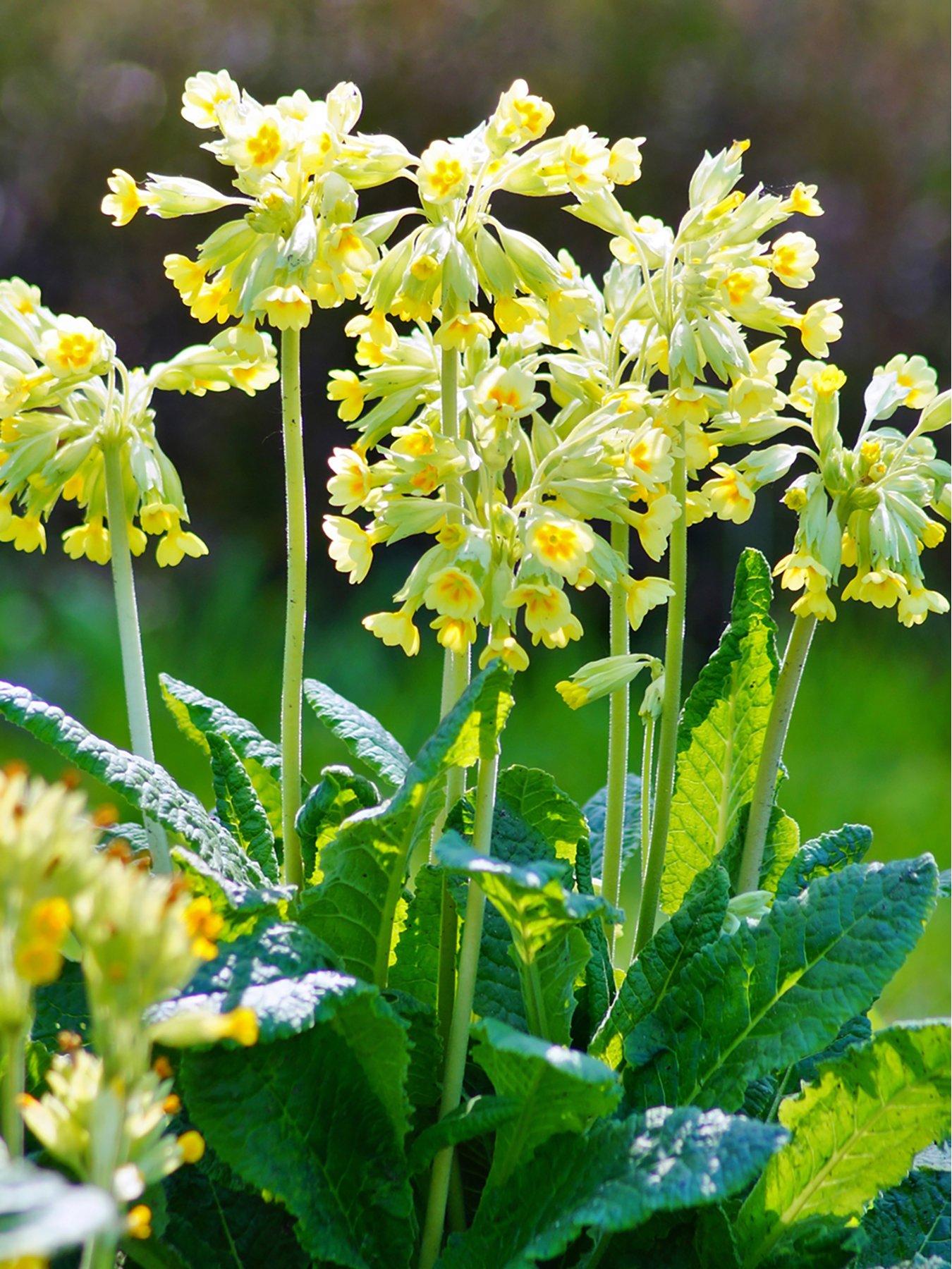 Product photograph of Primula Veris - Cowslip 2 X 9cm Pots from very.co.uk