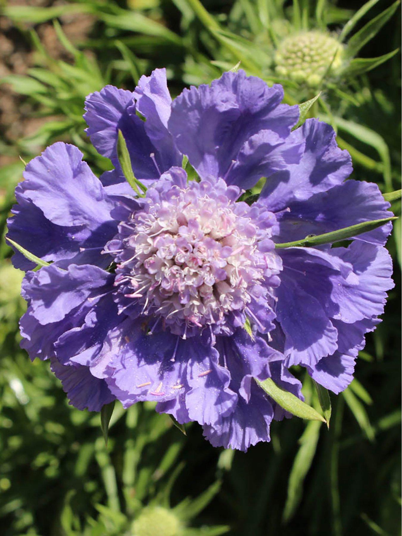 Product photograph of Scabiosa Caucasica Fama Blue - Caucasian Pincushion 2 X 9cm Pots from very.co.uk