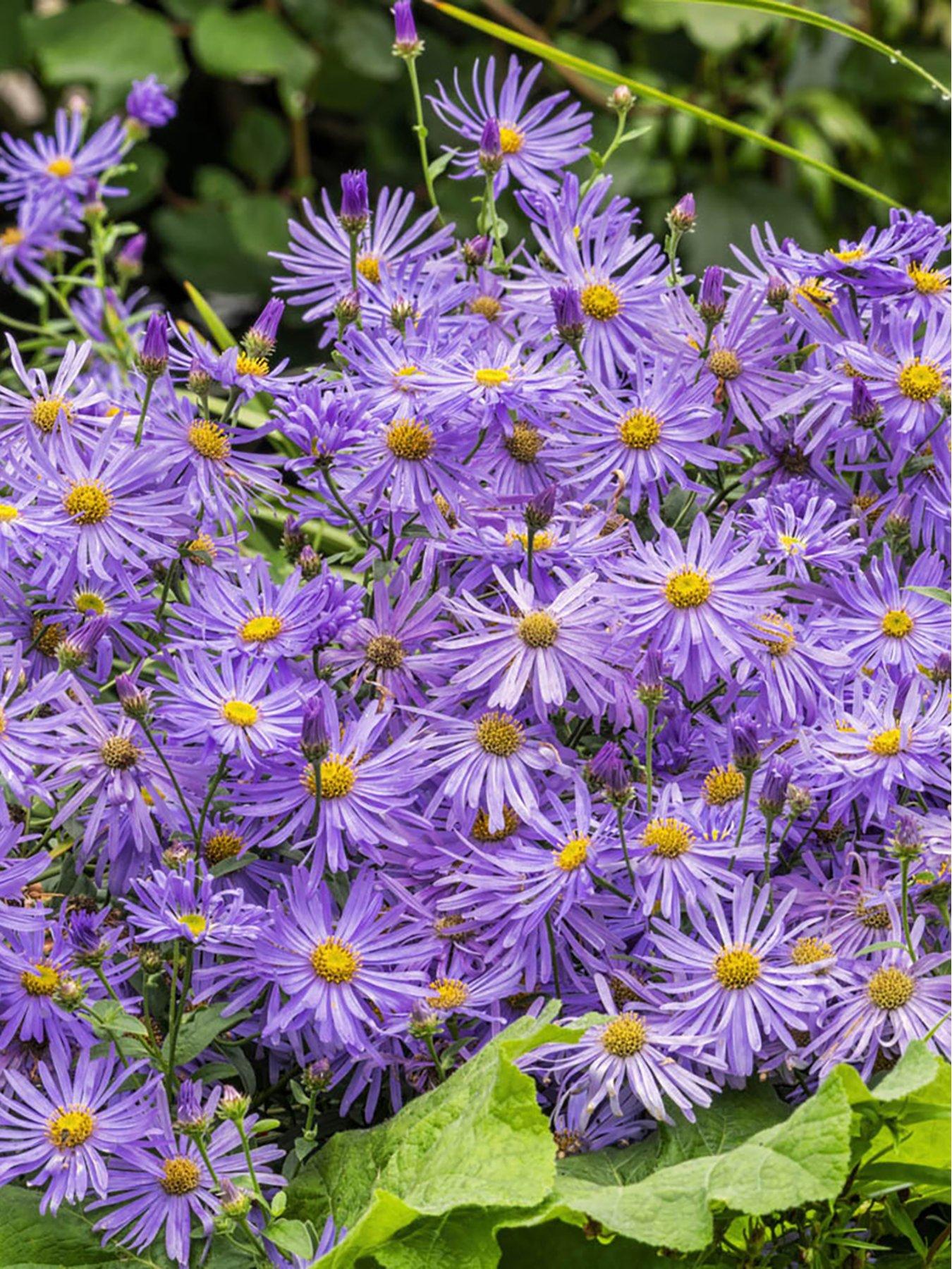 Product photograph of Aster Frikartii M Ouml Nch - Michaelmas Daisy 2 X 9cm Pots from very.co.uk