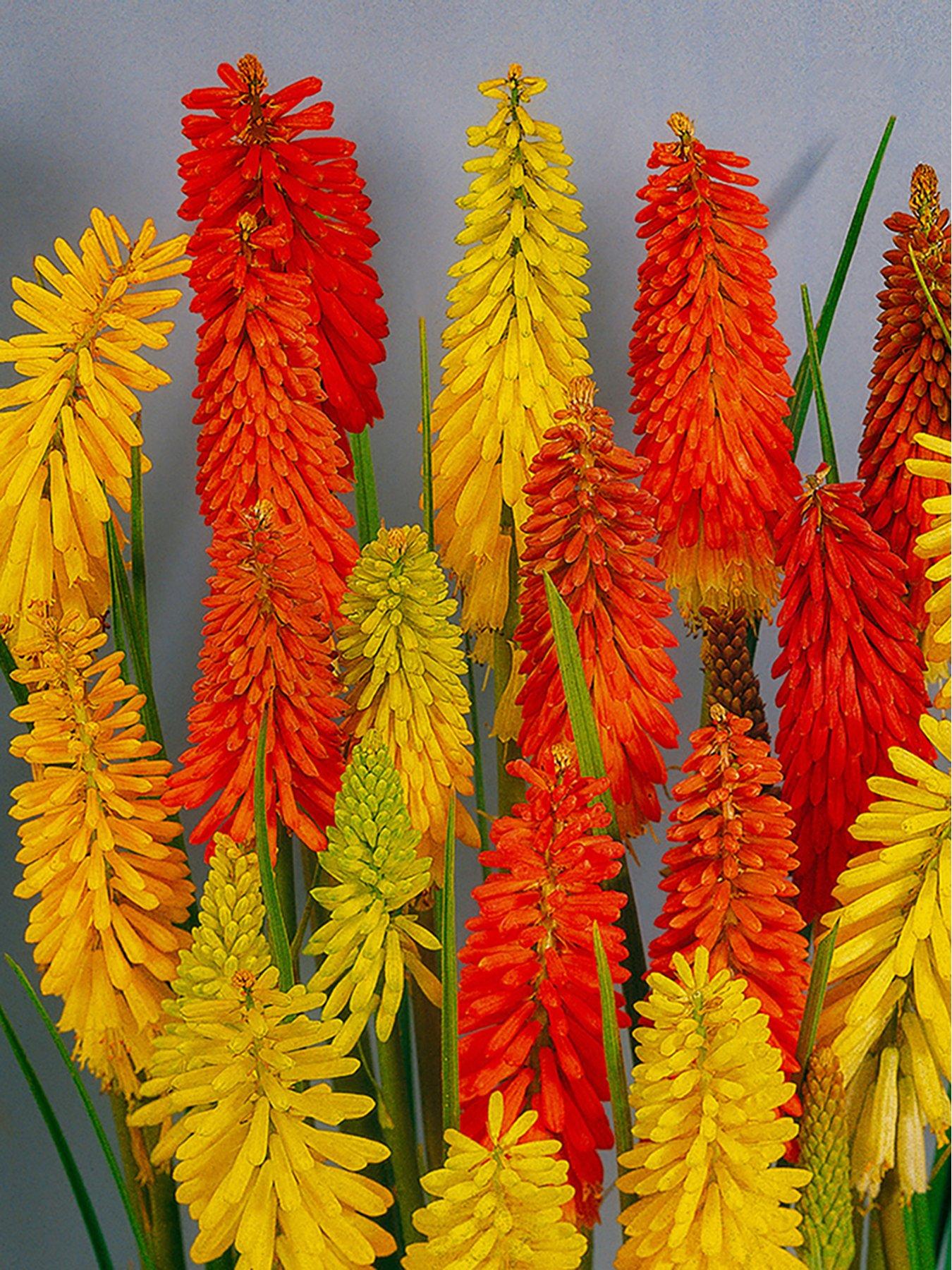 undefined Kniphofia Flamenco - Red Hot Poker 'Flamenco' (2 x 9cm Pots)