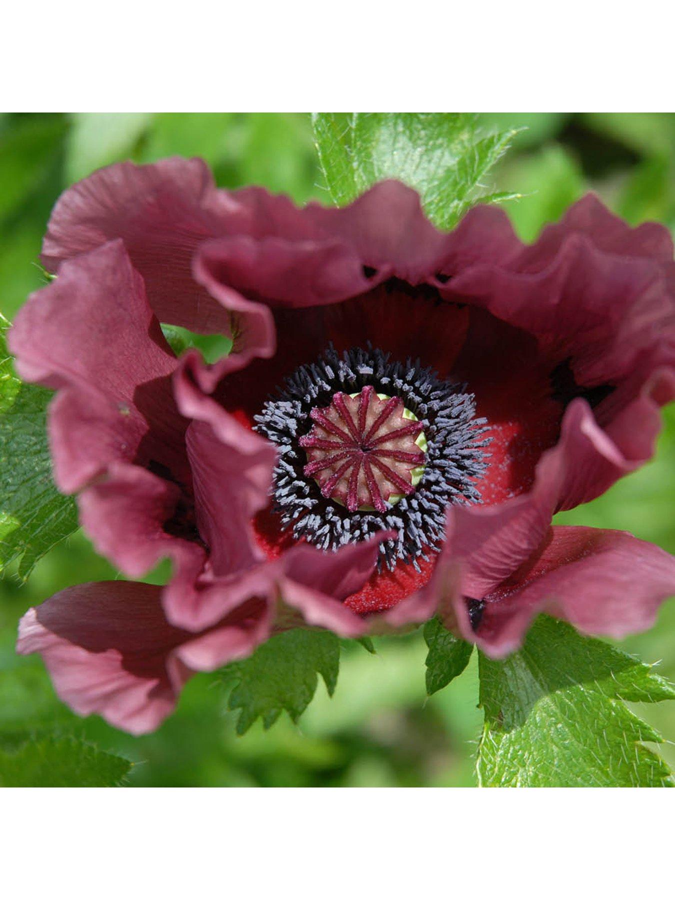 You Garden Oriental Poppy 'Patty's Plum' (2 x 9cm Pots)