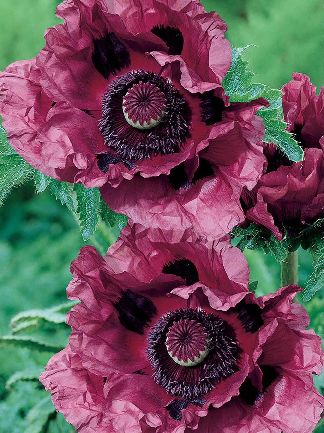 Product photograph of Oriental Poppy Patty S Plum 2 X 9cm Pots from very.co.uk