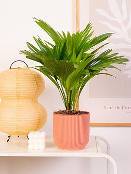 Product photograph of Prickle Foot Stool Palm 30 - 40cm from very.co.uk