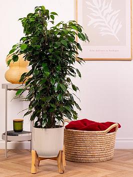 Product photograph of Prickle Weeping Fig 90 - 100cm from very.co.uk