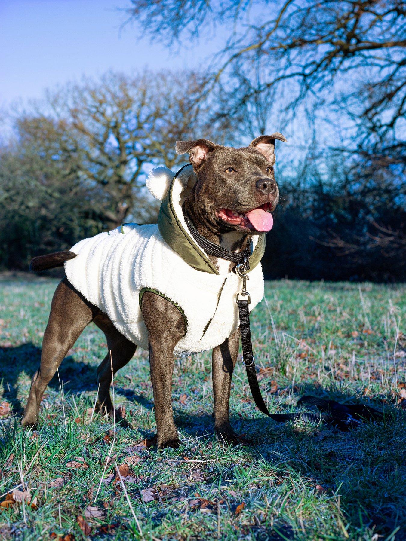 Teddy bear store dog coat