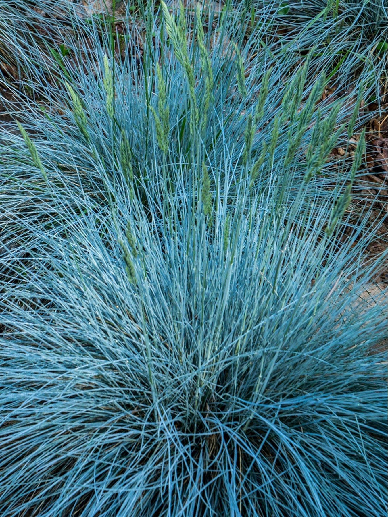 Gardeners Dream Festuca Intense Blue (9cm) | Very.co.uk