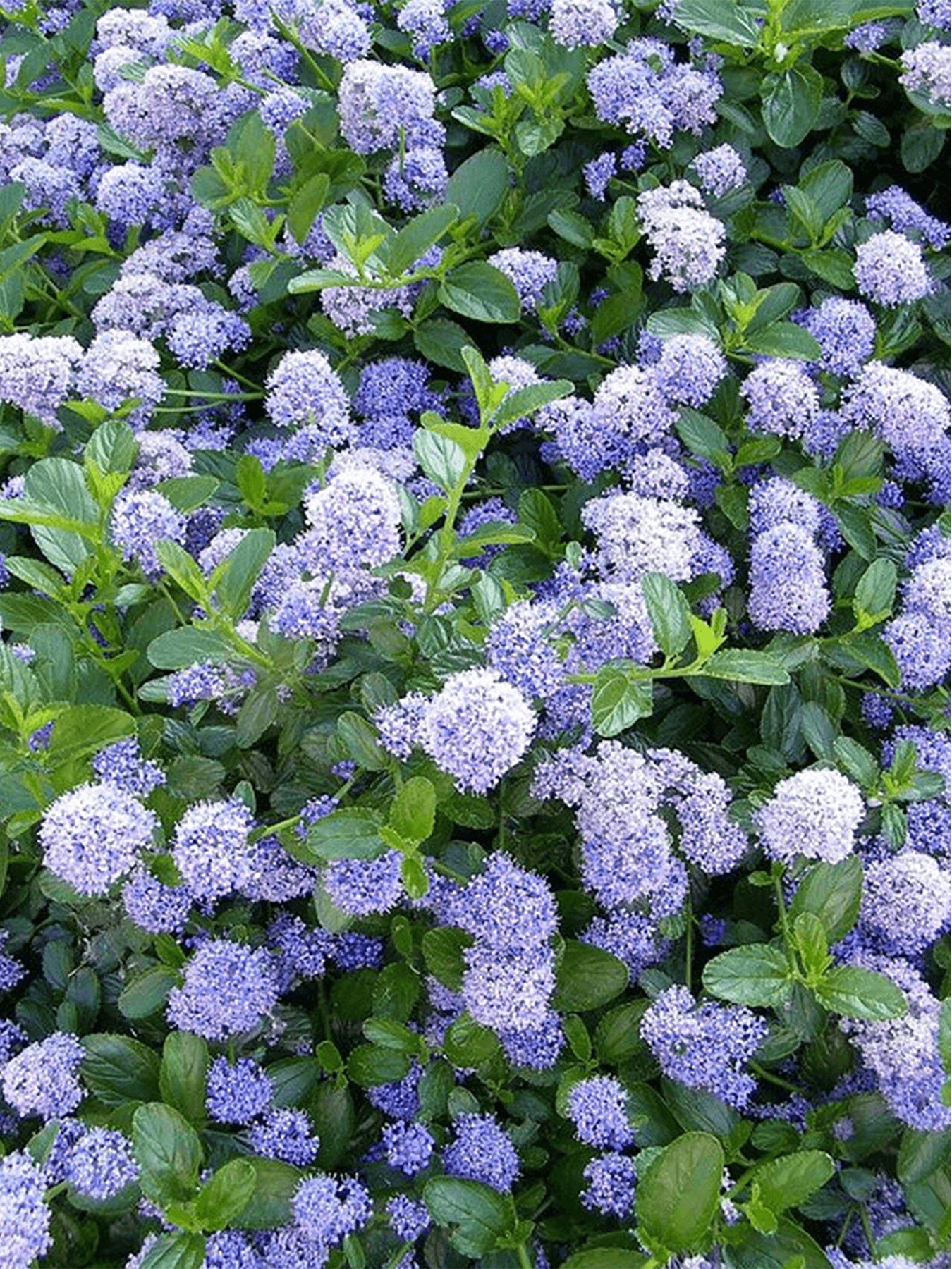 Product photograph of Ceanothus Victoria 9cm from very.co.uk