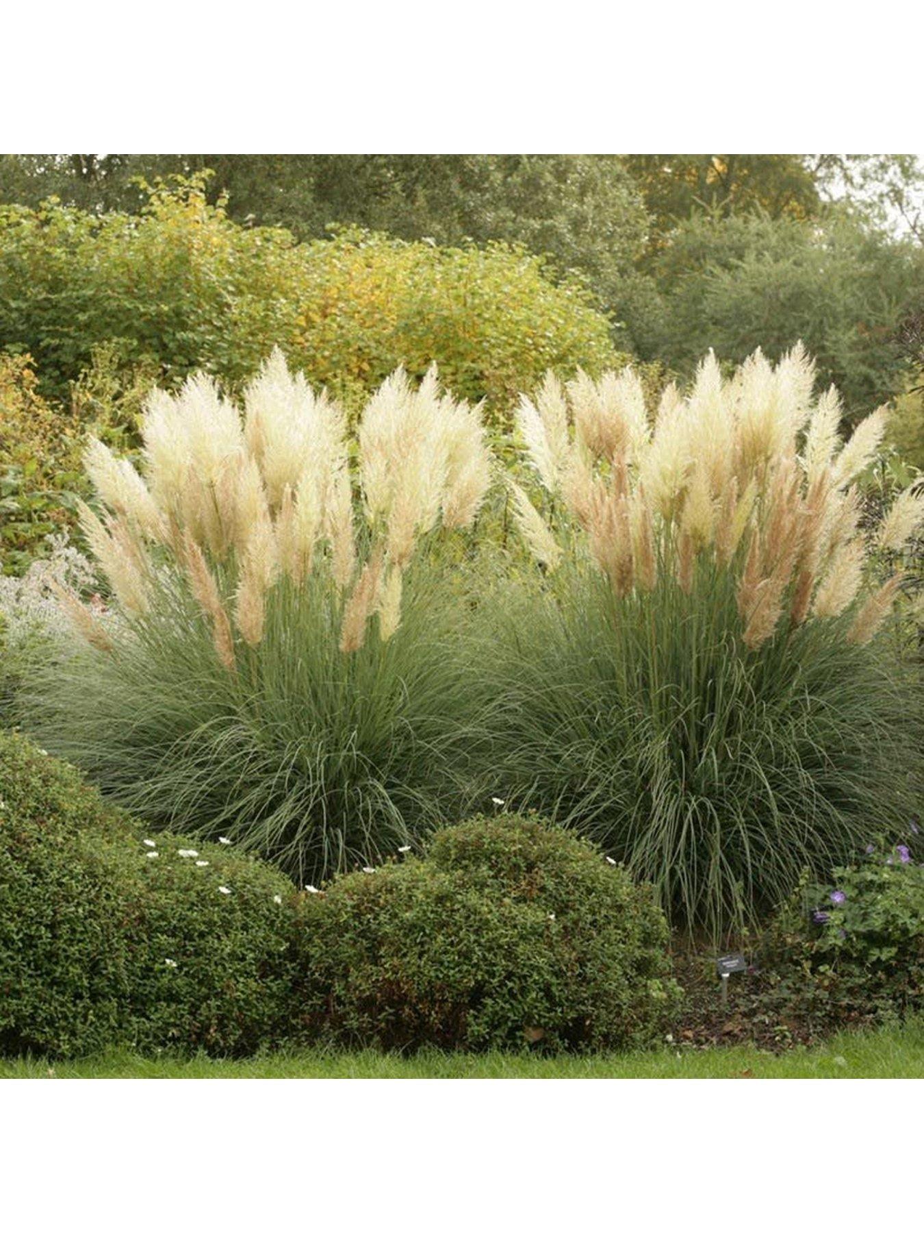 Cortaderia pumila deals