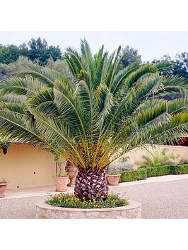 Product photograph of Phoenix Canariensis 15cm 80-100cm from very.co.uk