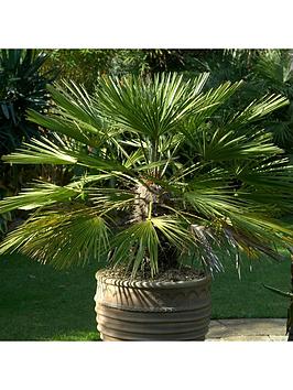 Product photograph of Chamaerops Humilis 18cm 60-80cm from very.co.uk