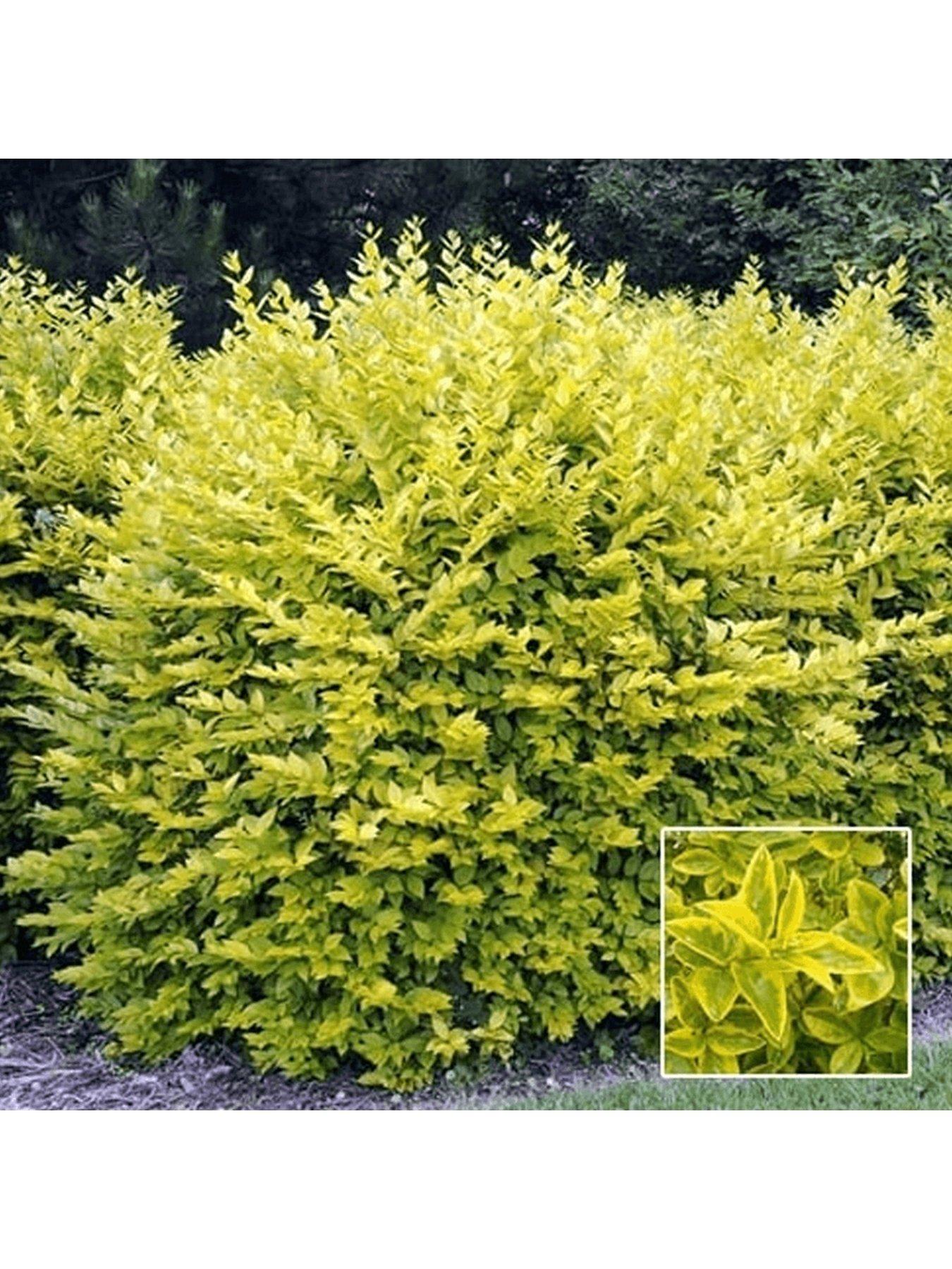 Product photograph of Ligustrum Aureum 9cm 25 Plants from very.co.uk