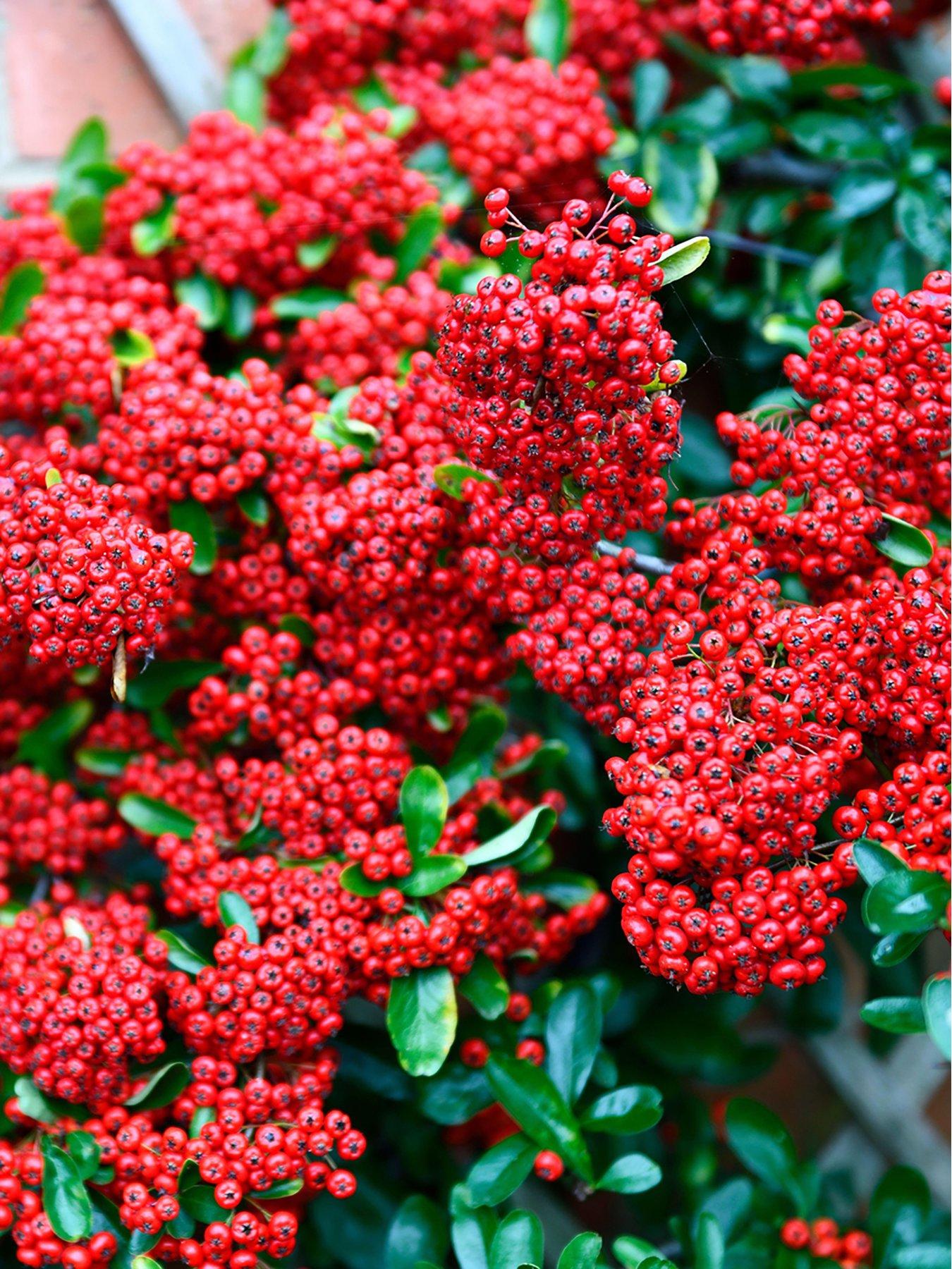 Product photograph of Pyracantha Red Column 9cm 10 Plants from very.co.uk