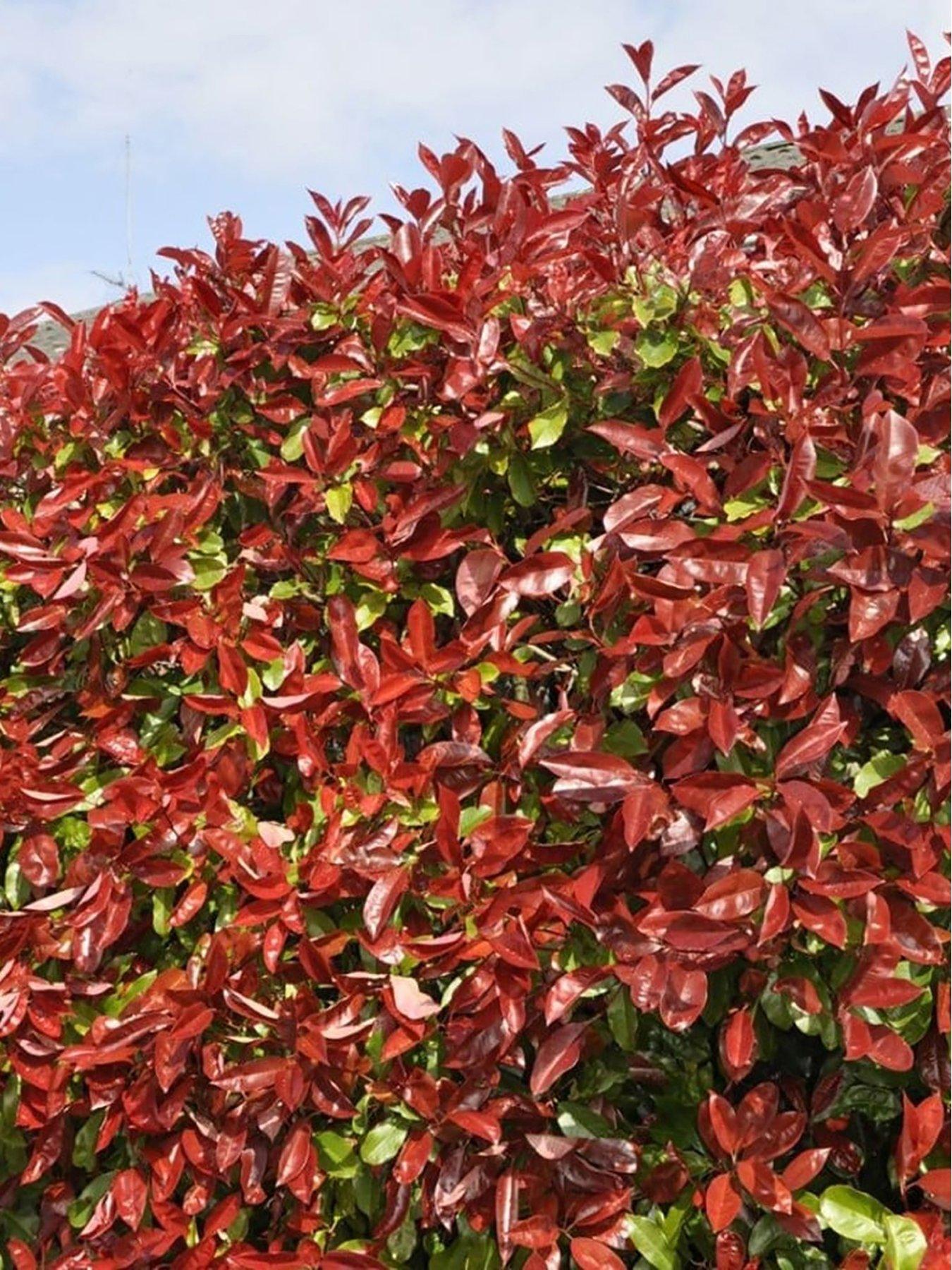 Photinia Red Robin (9cm, Pack of 25) | Very.co.uk