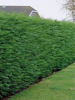 Product photograph of Green Leylandii Hedging Plant 9cm 5 Plants from very.co.uk