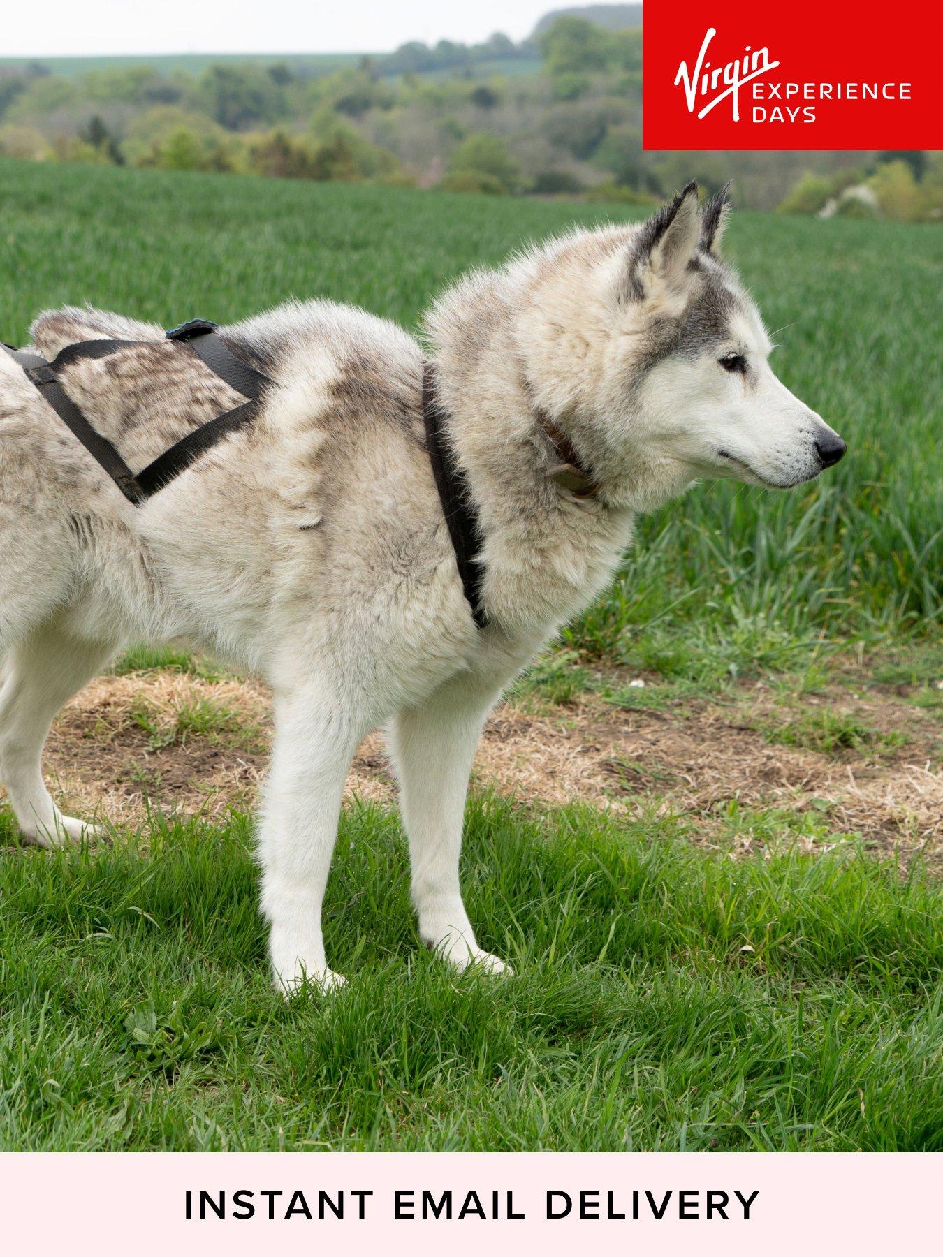 Dog experience hot sale days