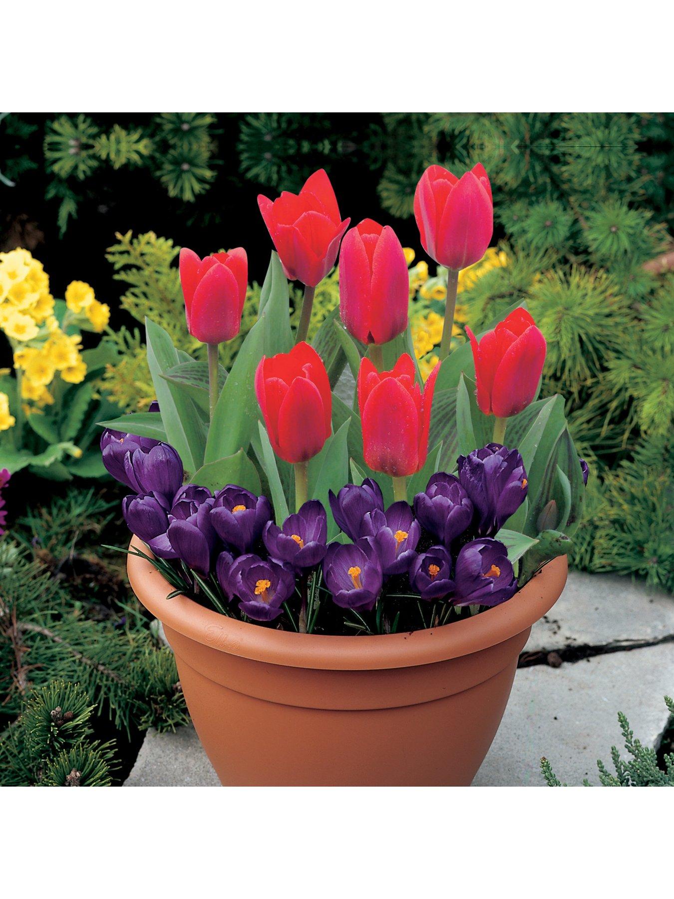 You Garden Drop In Bulb Planter Tulip and Crocus Kit