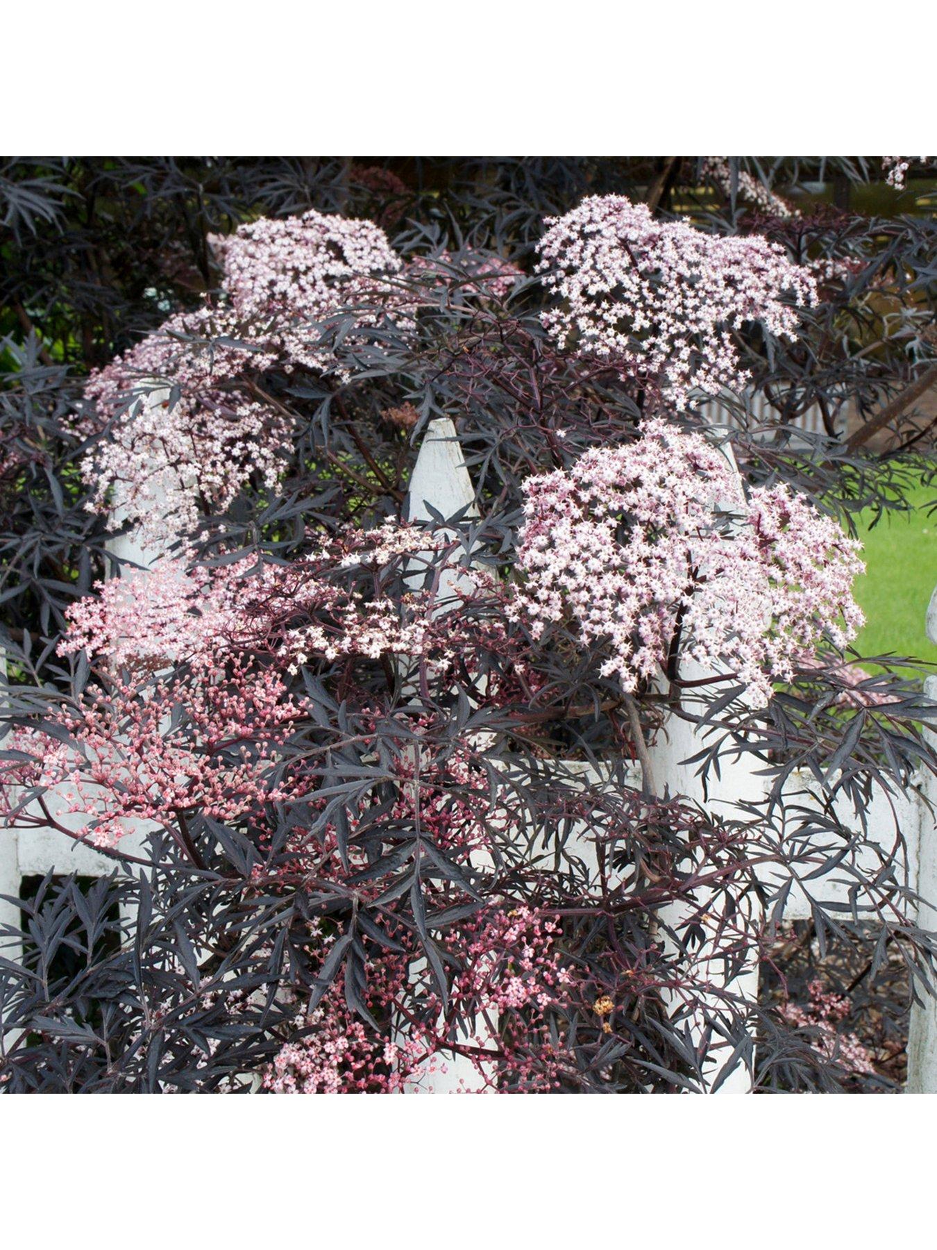 Image 1 of 7 of You Garden Sambucus Nigra 'Black Lace' (2L Pot)
