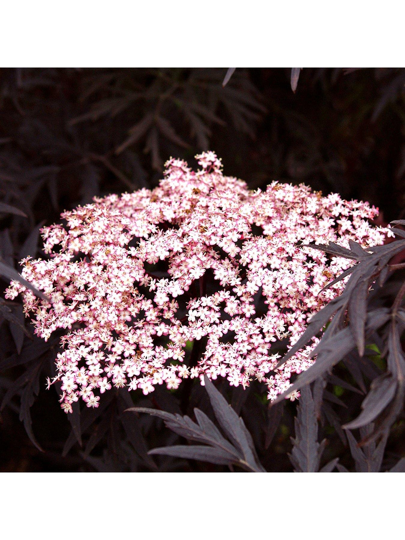 Image 2 of 7 of You Garden Sambucus Nigra 'Black Lace' (2L Pot)
