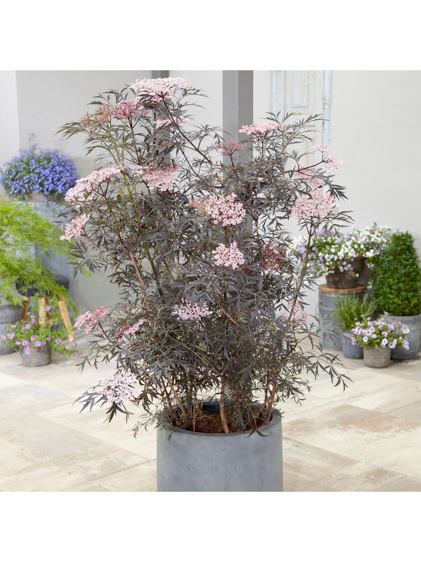 Image 3 of 7 of You Garden Sambucus Nigra 'Black Lace' (2L Pot)