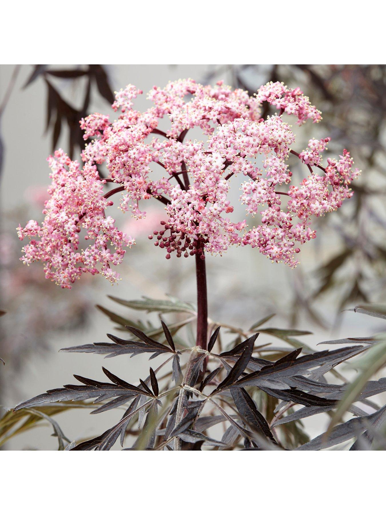 Image 4 of 7 of You Garden Sambucus Nigra 'Black Lace' (2L Pot)