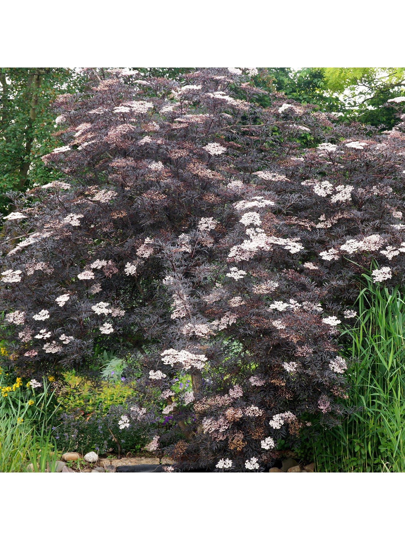 Image 5 of 7 of You Garden Sambucus Nigra 'Black Lace' (2L Pot)