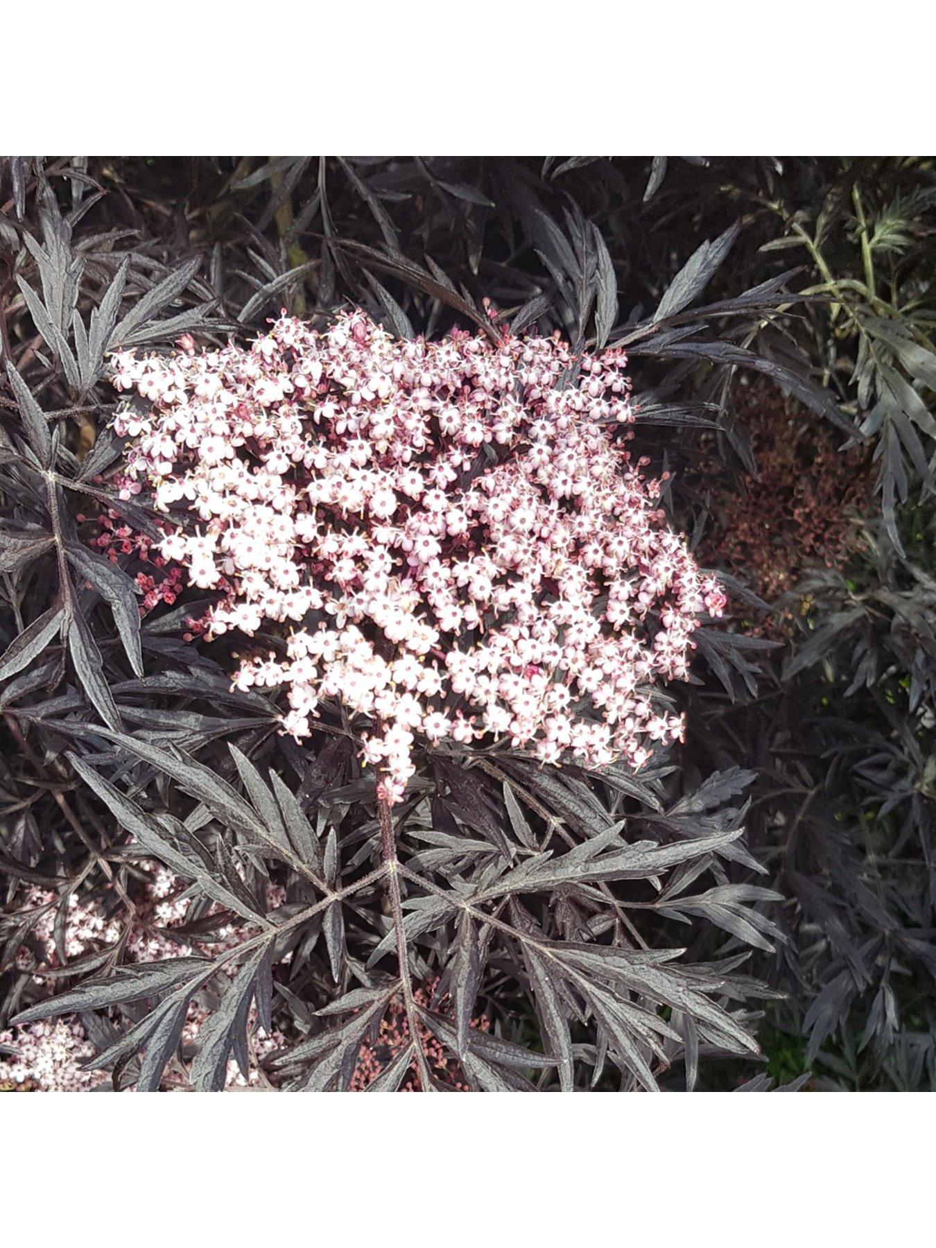 Image 6 of 7 of You Garden Sambucus Nigra 'Black Lace' (2L Pot)